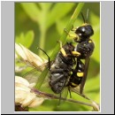 Ectemnius continuus - Grabwespe 08 11mm.jpg